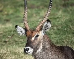 Kobus ellipsiprymnus