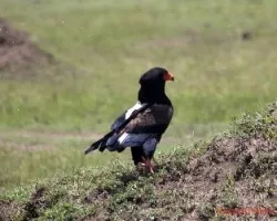 Terathopius ecaudatus