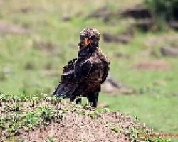 Aguila
