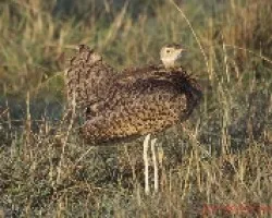 Aves de Masai Mara