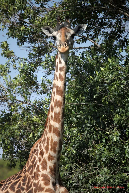 Foto