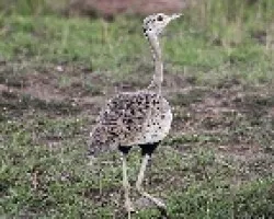 Aves de Masai Mara