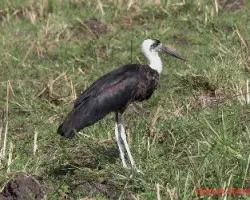Aves de Masai Mara