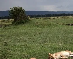 Panthera leo