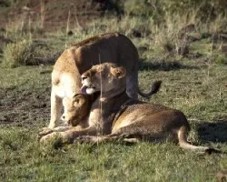 Panthera leo