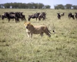 Panthera leo