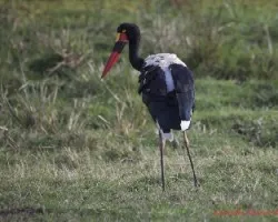Ephippiorhynchus senegalensis