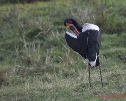 Ephippiorhynchus senegalensis