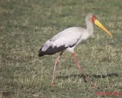 Mycteria ibis