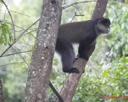 Cercopithecus ascanius