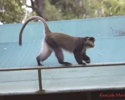 Cercopithecus ascanius