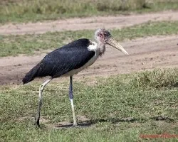 Leptoptilos crumeniferus