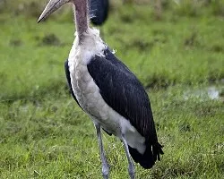 Leptoptilos crumeniferus