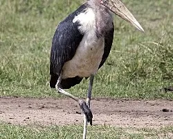 Leptoptilos crumeniferus