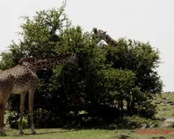 Giraffa camelopardalis