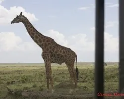 Giraffa camelopardalis