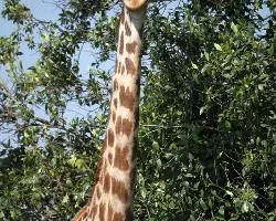 Giraffa camelopardalis