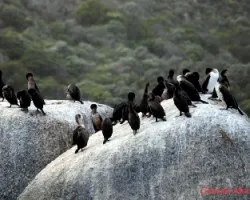 Phalacrocorax carbo