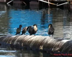 Phalacrocorax carbo