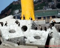Phalacrocorax carbo