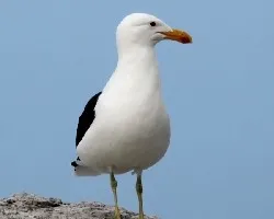 Morus capensis