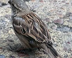 Passer domesticus