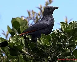 Onychognathus morio