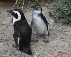 Spheniscus demersus