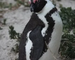 Spheniscus demersus