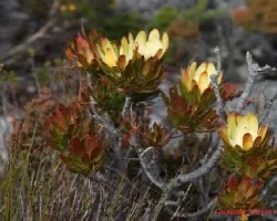 Flores de Ciudad del Cabo