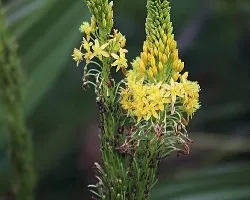 Flores de Ciudad del Cabo