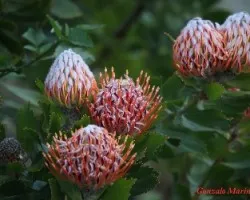 Flores de Ciudad del Cabo