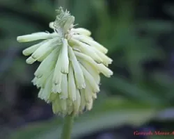 Flores de Ciudad del Cabo