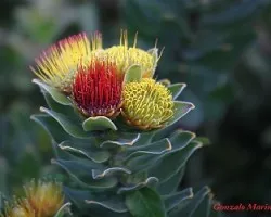 Flores de Ciudad del Cabo