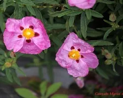 Flores de Ciudad del Cabo