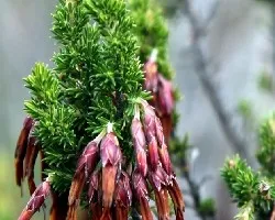 Flores de Ciudad del Cabo