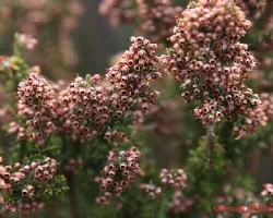 Flores de Ciudad del Cabo