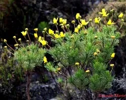 Flores de Ciudad del Cabo