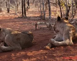 Panthera leo