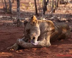 Panthera leo