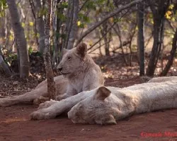 Panthera leo