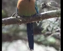 Un pajarito