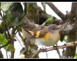 Setophaga ruticilla