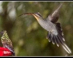 Phaethornis longirostris