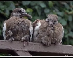 Palomas