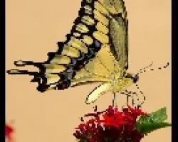 Mariposa