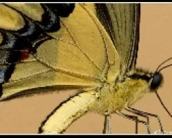Mariposa