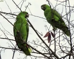 Amazona auropalliata
