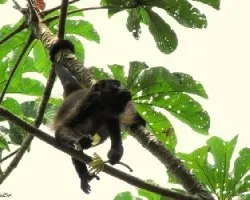 Cecropia Tentador