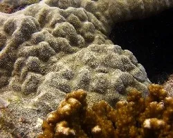 Mundo Coralino